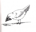 birdie