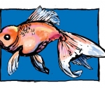 goldfish